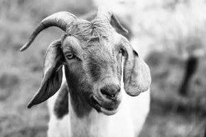 A close-up view of a goat in a meadow, showcasing detailed textures and expressions. jigsaw puzzle