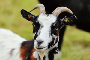 A detailed close-up of a goat with horns and ear tags in a grassy meadow. jigsaw puzzle