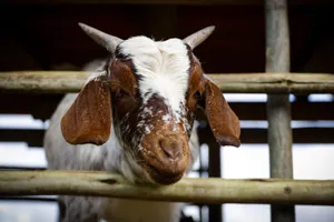 Close-up of a charming goat with floppy ears peering through a fence on a sunny day. jigsaw puzzle