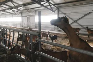 A group of goats in a modern indoor farm setting, showcasing livestock management. jigsaw puzzle