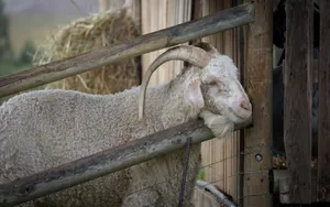 A curly horned goat leaning on a rustic wooden farm fence outdoors. jigsaw puzzle