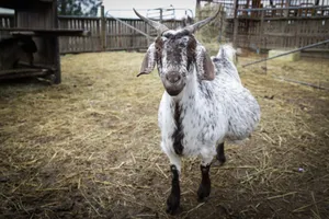 Close-up of a spotted goat standing in a farmyard enclosure with wooden fencing. jigsaw puzzle