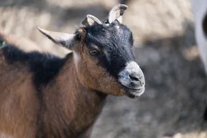 Detailed image of a brown goat looking at the camera, captured outdoors. jigsaw puzzle