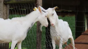 Two white goats interact through a fence on a farm in Rio de Janeiro, Brazil. jigsaw puzzle