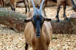Close-up of a brown goat on a farm with a herd in the background, showcasing livestock farming. jigsaw puzzle
