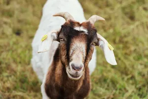 A candid shot of a goat with tags on its ears standing in a grassy meadow. jigsaw puzzle