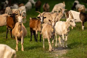 A herd of goats grazing in a lush green field in Kaniška Iva, Croatia, showcasing rural life. jigsaw puzzle