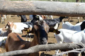 Group of domestic goats in a sunny outdoor enclosure, captured through a wooden fence. jigsaw puzzle