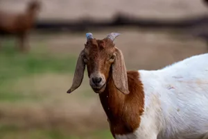 Brown and white goat posing in an outdoor farm setting in Thailand. jigsaw puzzle