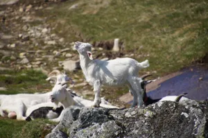 Goats enjoying a sunny day in the countryside, climbing rocks and relaxing. jigsaw puzzle