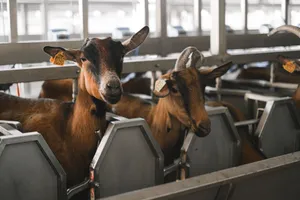 Close-up of dairy goats in a modern barn with identification tags, highlighting efficient livestock management. jigsaw puzzle