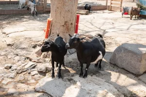 Two black goats stand near a tree in an outdoor, sunny farm setting. jigsaw puzzle