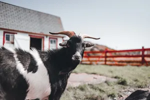 A black and white goat stands near a rustic farmhouse on a sunny day, embodying pastoral charm. jigsaw puzzle