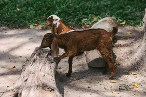 A brown goat standing on a dead tree log in a natural setting, Bali, Indonesia. jigsaw puzzle