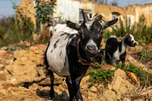 Close-up of a goat standing amidst ruins in Garešnica, Croatia on a sunny day. jigsaw puzzle