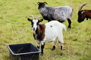 Three goats graze on a meadow beside a water trough on a farm, showcasing pastoral life. jigsaw puzzle