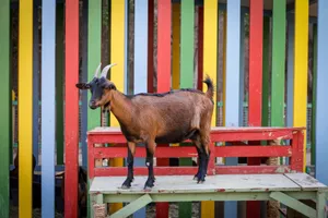A brown goat stands on a colorful bench with a vibrant striped background. jigsaw puzzle