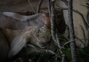 Two young goats grazing among branches and leaves in a natural setting. jigsaw puzzle