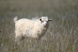 A fluffy white goat stands in a vast grassland, showcasing its curly coat and peaceful demeanor. jigsaw puzzle