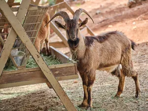 Alpine goat with distinctive horns photographed outdoors while eating grass. jigsaw puzzle