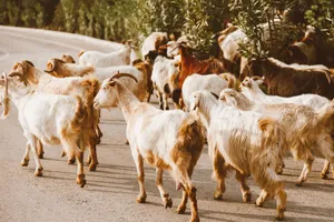 A herd of goats walking on a rural road, captured in natural daylight. jigsaw puzzle