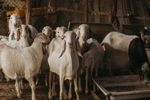 A group of goats inside a barn with rustic lighting, exuding a warm atmosphere. jigsaw puzzle