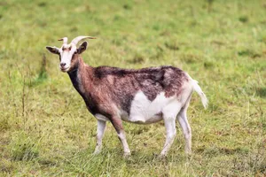 A goat with horns stands in a lush green field, representing pastoral rural life. jigsaw puzzle