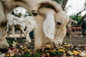 White goat eating food scraps in Zaouiat Cheikh, Morocco. jigsaw puzzle