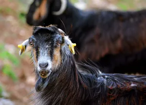 Close-up of a goat in Elmalı, Antalya, showcasing its natural gaze in an outdoor setting. jigsaw puzzle