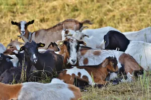 A herd of mixed-breed domestic goats relaxing on a grassy field during daytime. jigsaw puzzle