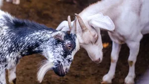Close-up of two goats playfully headbutting on a farm, showcasing animal behavior. jigsaw puzzle