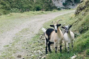 Two goats standing by a gravel path in a picturesque mountainous landscape. jigsaw puzzle