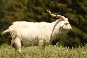 A majestic white goat with long horns grazing in a lush green pasture on a sunny day. jigsaw puzzle