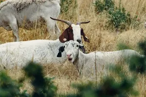 Serene scene of goats and sheep grazing on a summer day in a rural pasture. jigsaw puzzle