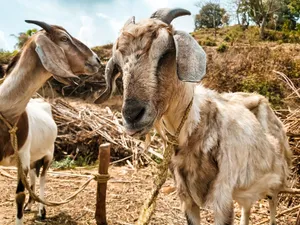 Two goats tied up in a rural farm landscape in Nepal, showcasing their natural habitat. jigsaw puzzle