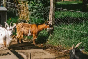 A charming scene of goats enjoying a sunny day on a lush farm in Dunblane, Scotland. jigsaw puzzle