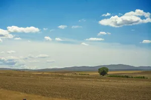A serene rural landscape with rolling fields, a lone tree, and a bright blue sky with clouds. jigsaw puzzle