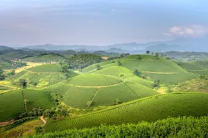 Scenic view of rolling green hills and agricultural terraces under a blue sky. jigsaw puzzle