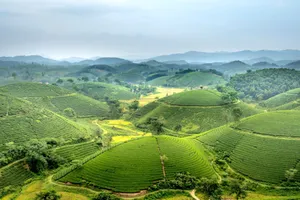 Amazing drone view of picturesque lush green Long Coc tea hills in mountainous countryside under cloudy sky jigsaw puzzle