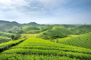 Scenic view of green plantations on hilly farmland in countryside under cloudy blue sky on sunny summer day jigsaw puzzle