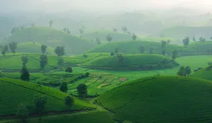 A serene view of green tea plantations on misty hills, creating a tranquil landscape. jigsaw puzzle