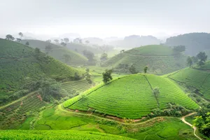 Misty hills with vibrant green tea plantations, offering a scenic agricultural landscape. jigsaw puzzle
