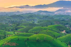 Elevated view of vibrant green tea plantations on rolling hills under a warm sunset jigsaw puzzle