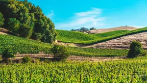 Picturesque vineyards stretch across rolling hills under a clear blue sky, embodying rural tranquility. jigsaw puzzle