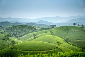 Picturesque scenery of well groomed tea plantation on green hills in mountainous valley against cloudy sky in Vietnam jigsaw puzzle