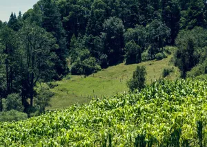 A lush cornfield set against a vibrant forest landscape in Perote, Veracruz, Mexico. jigsaw puzzle