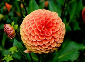 Vibrant close-up of an orange dahlia flower blooming in a lush garden. jigsaw puzzle