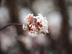 Detailed shot of Viburnum Tinus flowers in bloom, highlighting delicate white and pink petals. jigsaw puzzle