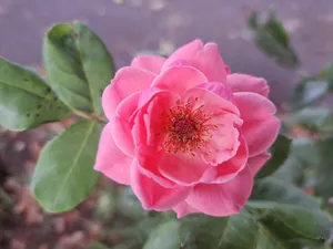 Close-up of a blooming pink rose surrounded by lush green leaves, capturing natural beauty. jigsaw puzzle