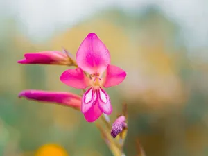 Close-up of a vibrant pink Gladiolus flower with a blurred background showcasing its delicate petals. jigsaw puzzle